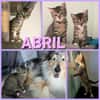 ABRIL A RESERVER