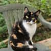 MINETTE