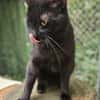 BLACKY