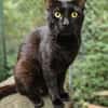 BLACKY
