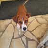 Koffee chien Réunion