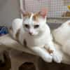 LEO A17088