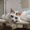 LEO A17088