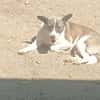 Shanti