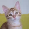 Roucky