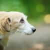 Gerettete Bea sucht ein Zuhause