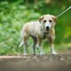 Gerettete Bea sucht ein Zuhause