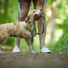 Gerettete Bea sucht ein Zuhause