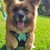 Benson sucht ein ruhiges Zuhause