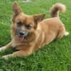 Benson sucht ein ruhiges Zuhause