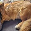 Benson sucht ein ruhiges Zuhause