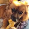 Benson sucht ein ruhiges Zuhause