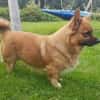Benson sucht ein ruhiges Zuhause