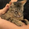 Unser zartes Katzenseelchen Findus