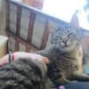 Unser zartes Katzenseelchen Findus