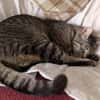 Unser zartes Katzenseelchen Findus
