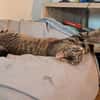 Unser zartes Katzenseelchen Findus
