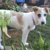 Lissy sucht ein liebevolles Zuhause