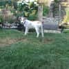 Lissy sucht ein liebevolles Zuhause