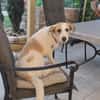 Lissy sucht ein liebevolles Zuhause