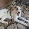 Lissy sucht ein liebevolles Zuhause