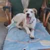 Lissy sucht ein liebevolles Zuhause