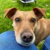 ❤ Sanfte Holly sucht ruhiges Zuhause