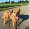 ❤ Sanfte Holly sucht ruhiges Zuhause