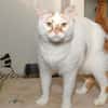 SIMBA A17089