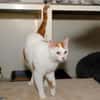 LEO A17088