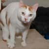 LEO A17088