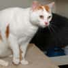 LEO A17088