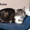 Athéna