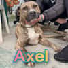 AXEL giovane mix pittbul