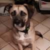 Eco- der perfekte Familienhund