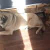 Eco- der perfekte Familienhund