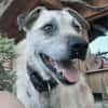 Seelenhund Cassey sucht ruhiges Zuhause.