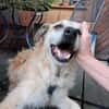 Seelenhund Cassey sucht ruhiges Zuhause.