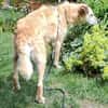 Seelenhund Cassey sucht ruhiges Zuhause.