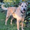 Seelenhund Cassey sucht ruhiges Zuhause.