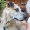 Seelenhund Cassey sucht ruhiges Zuhause.