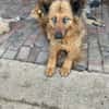 Boncuk sucht ein zu Hause