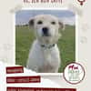 Latte sucht noch immer ein zu Hause