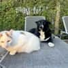 ENYA Wer verliebt sich?