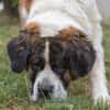 ORLEY