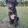 Freundlicher Momo sucht seine Familie