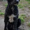 Freundlicher Momo sucht seine Familie