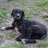 Freundlicher Momo sucht seine Familie