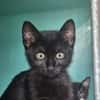 Dahlia (en cours d'adoption)