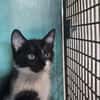 Jacky (en cours d'adoption)